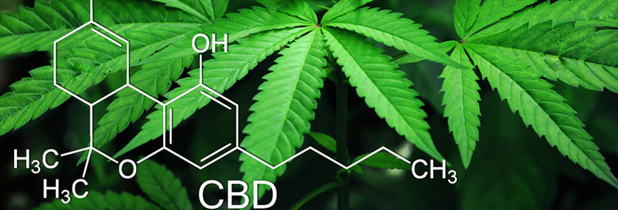 Le cannabidiol et son achat